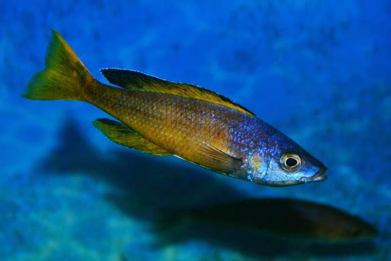 Cyprichromis sp. 'brilliant jumbo' Kitumba